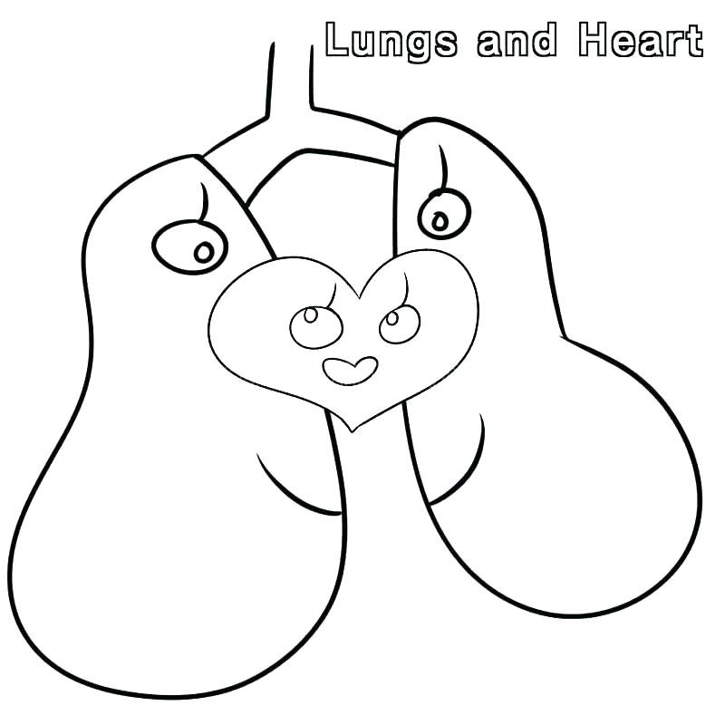 800x800 Human Heart Coloring