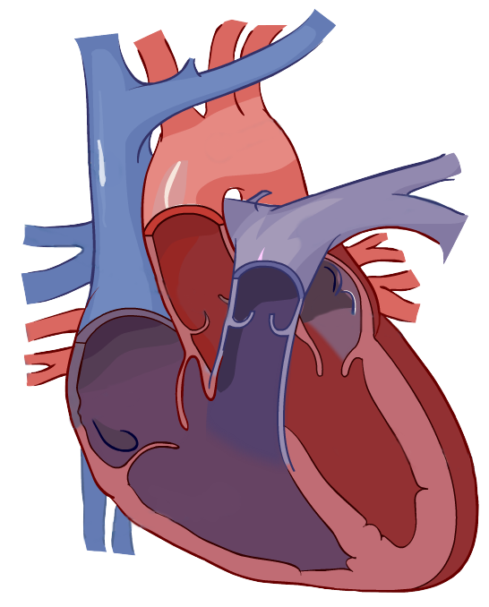 546x678 Human Heart Drawing Transparent Png Clipart Free Download