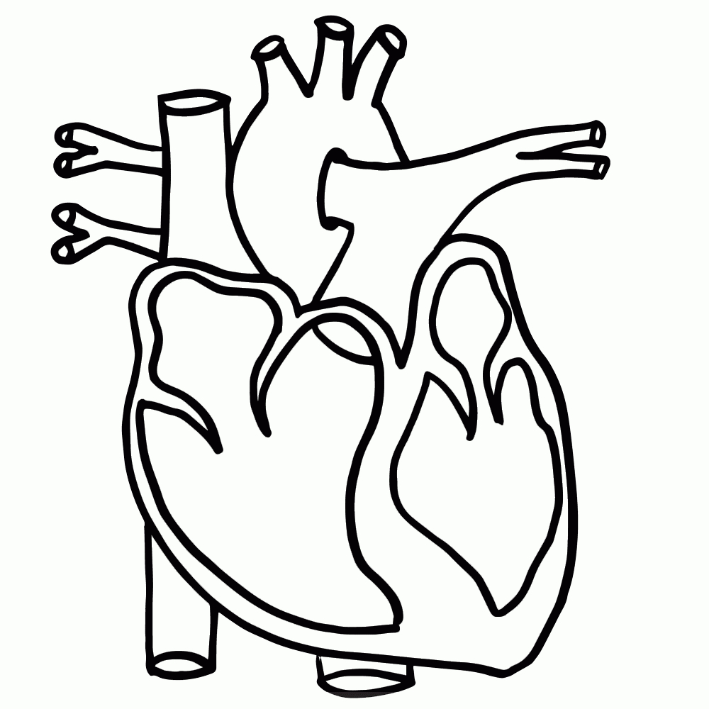 1000x1000 Human Heart Outline Clipart