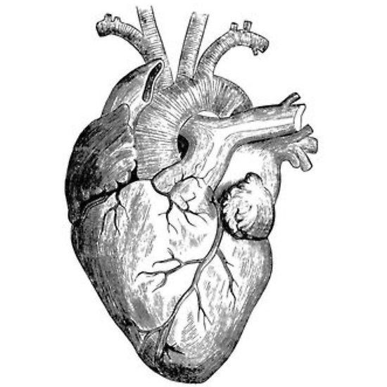 550x550 Realistic Heart Drawing Posters