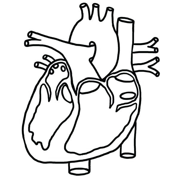 600x600 Stylist Inspiration Human Heart Coloring Pages Outline Drawing