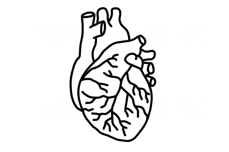 794x529 Drawings Of The Human Heart
