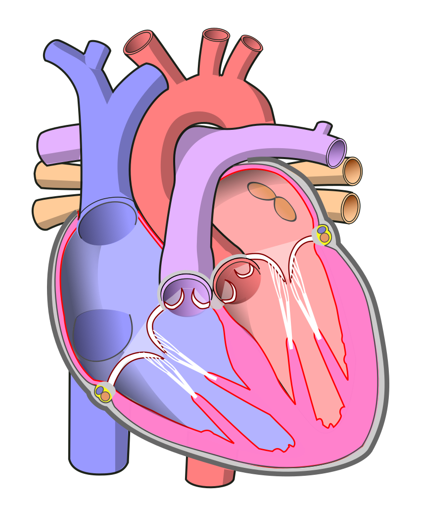 851x1023 Filediagram Of The Human Heart