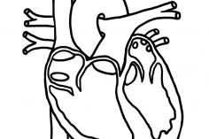 236x157 Human Heart Anatomical Drawing Mechanical Of A Easy With Flowers