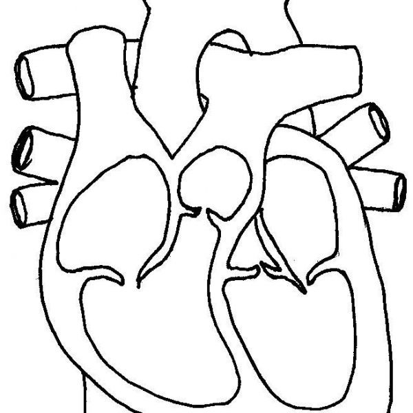 600x600 Simple Human Heart Drawing At Getdrawings Com