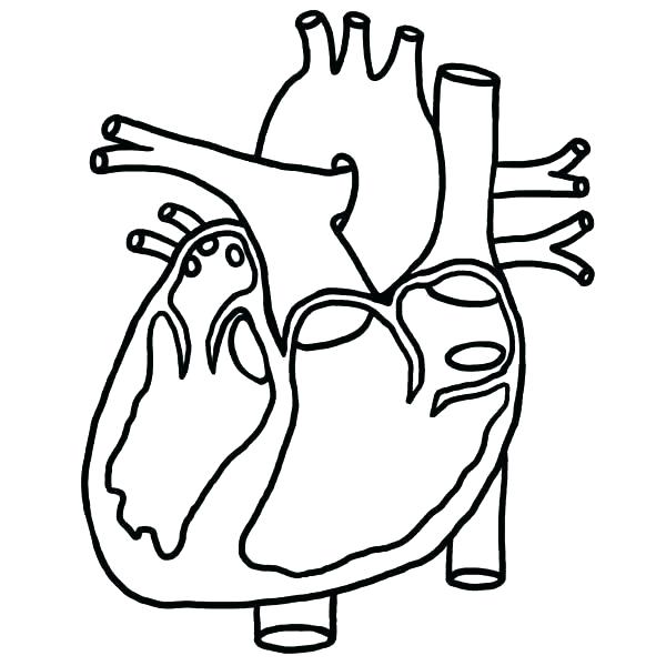 Human Heart Drawing Outline | Free download on ClipArtMag