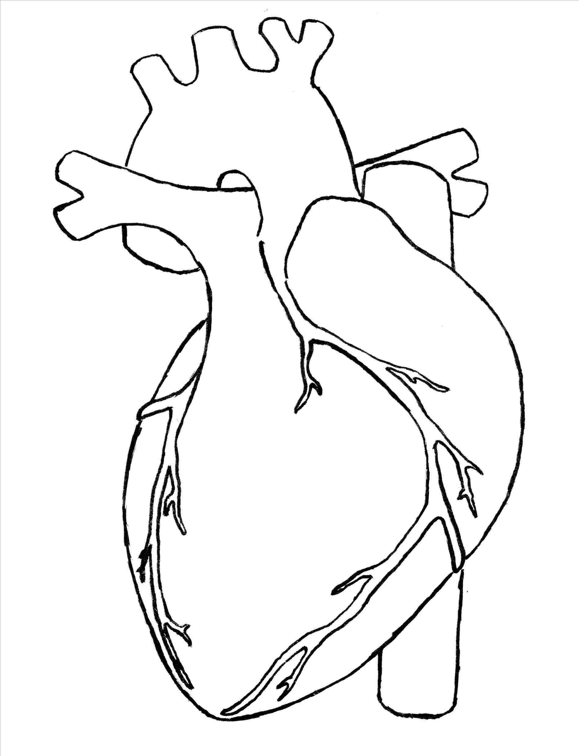 1899x2481 Drawing Rhhumanbodyanatomyco Simple Human Heart Drawing Simple