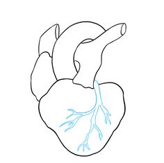 236x235 How To Draw A Human Heart