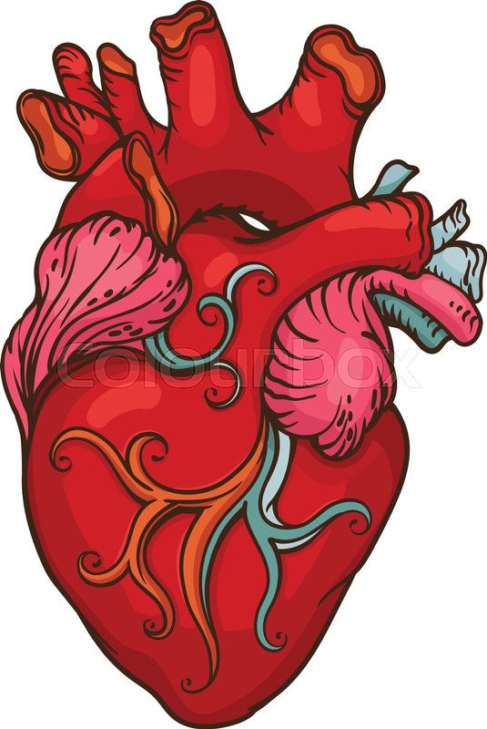 535x800 Human Heart Drawing