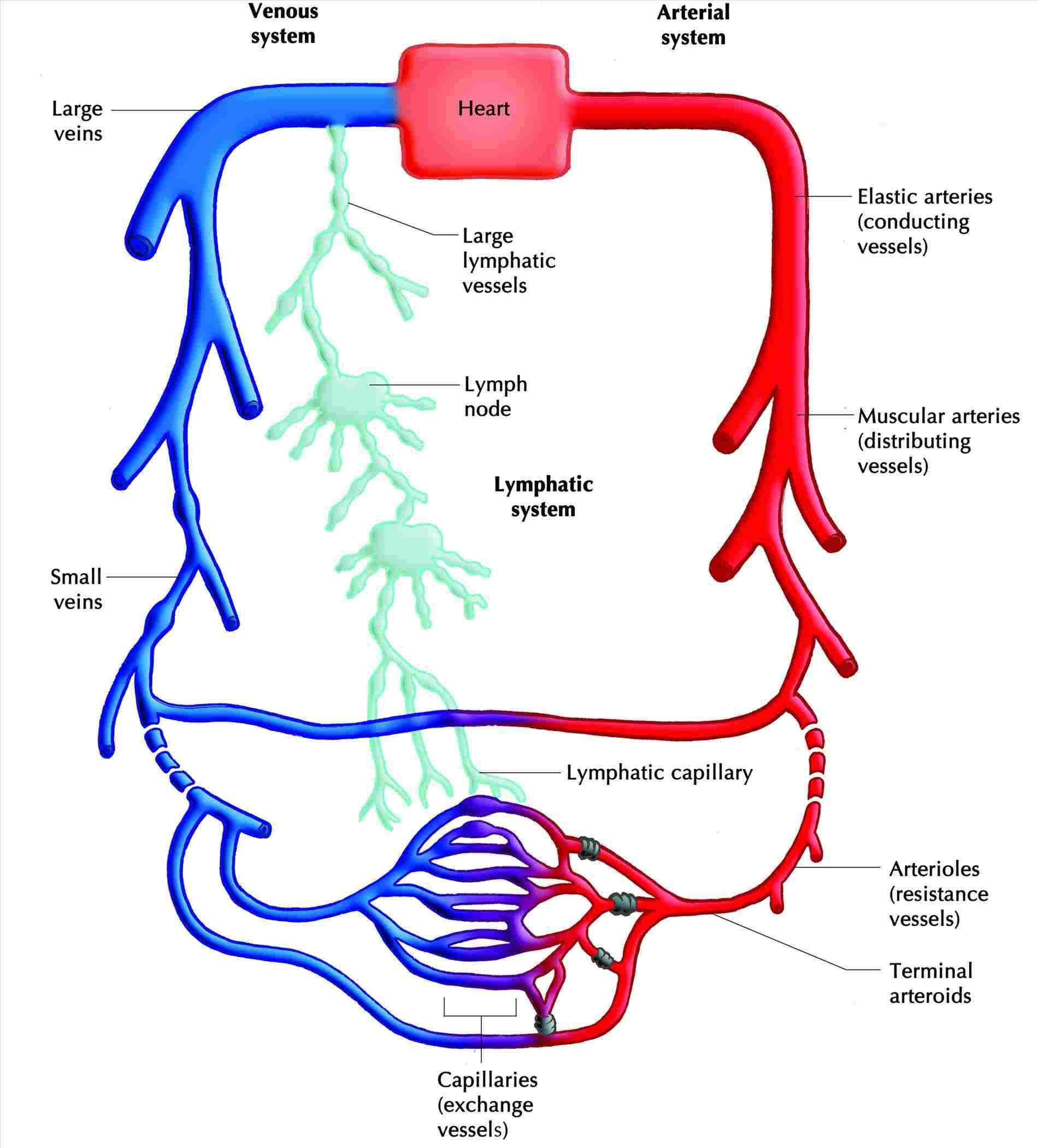 1900x2102 simple human heart diagram drawing human diagrams heart labeled