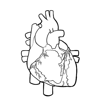 416x416 Human Heart Clip Art Black And White Clip Art