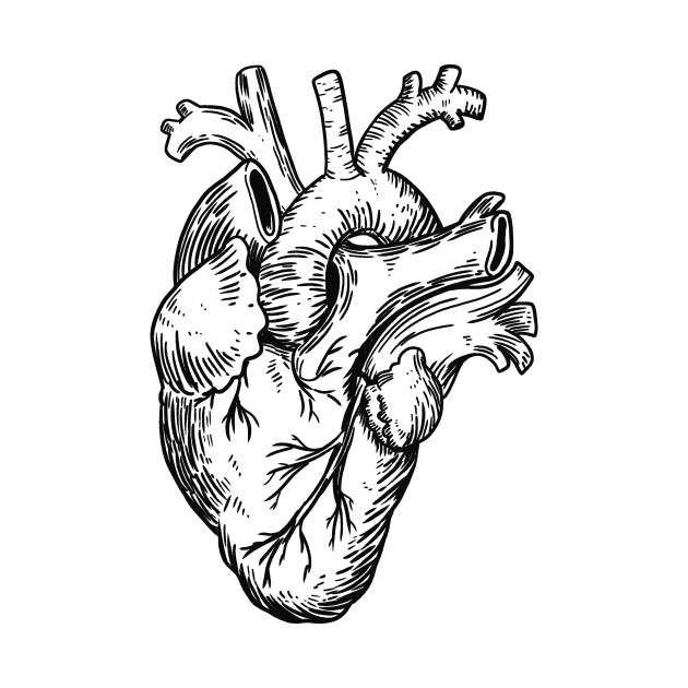 Human Heart Line Drawing | Free download on ClipArtMag