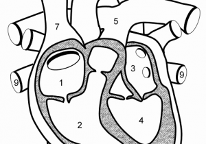 300x210 Chamber Heart Diagram Worksheet And Human Heart Line Drawing