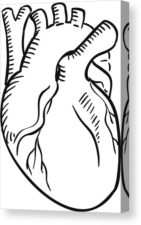 463x740 Isolated Human Heart Outline Sketch Canvas Print Canvas Art