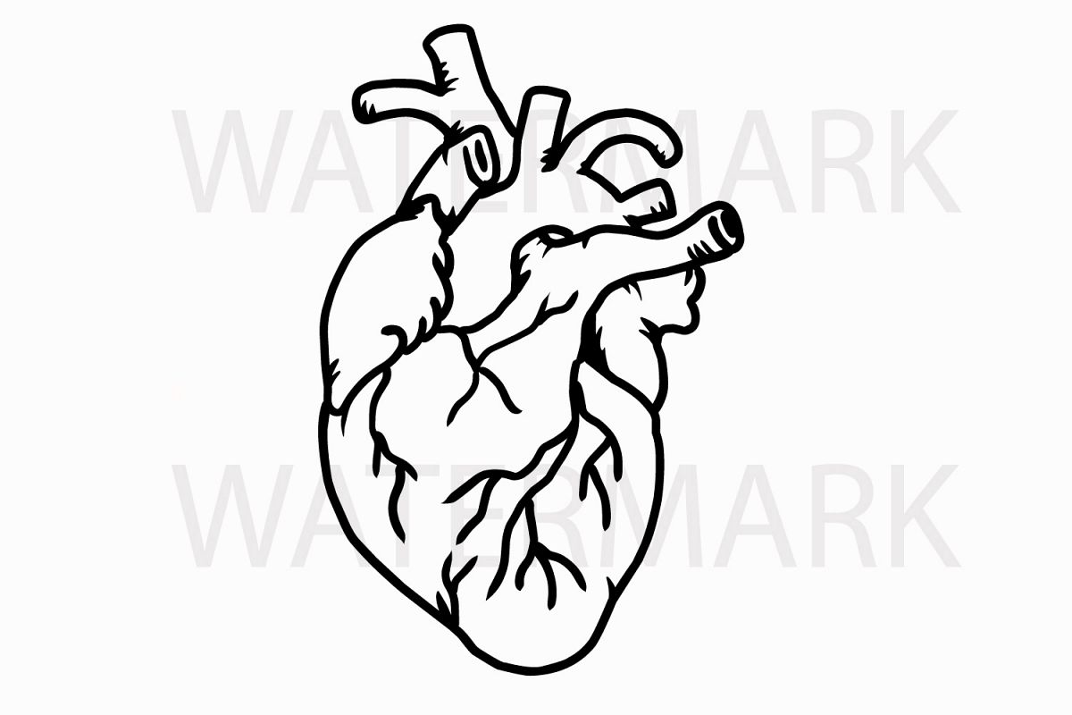 1200x800 Collection Of 'real Human Heart Drawing' Download More Than