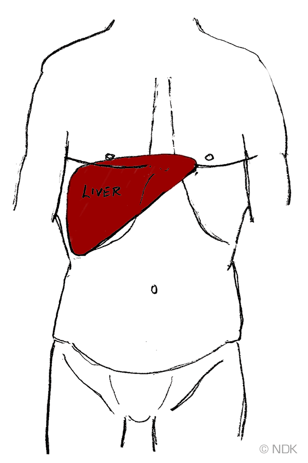 600x903 Great Liver Pain Location Diagram Photos