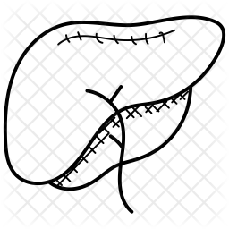 256x256 Health, Liver, Organ, Surgery, Human, Body, Part Icon Of Glyph