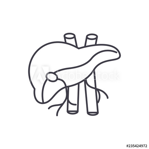 500x500 human liver line icon concept human liver vector linear