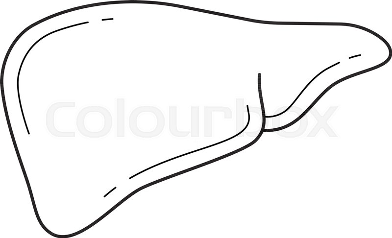 800x486 Human Liver Vector Line Icon Isolated Stock Vector Colourbox
