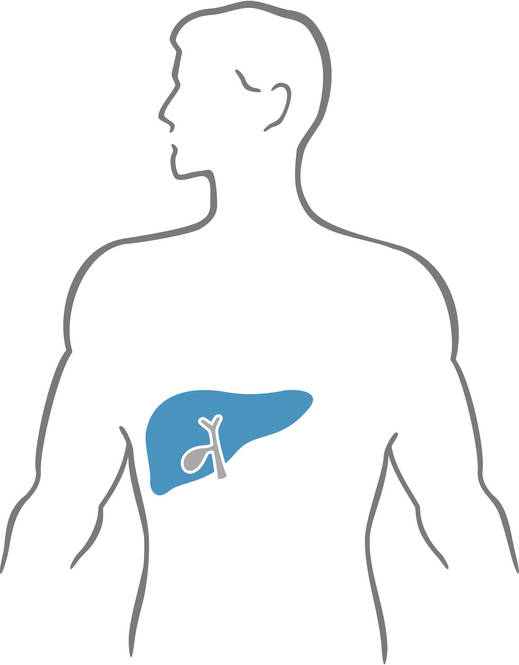 Human Liver Drawing | Free download on ClipArtMag