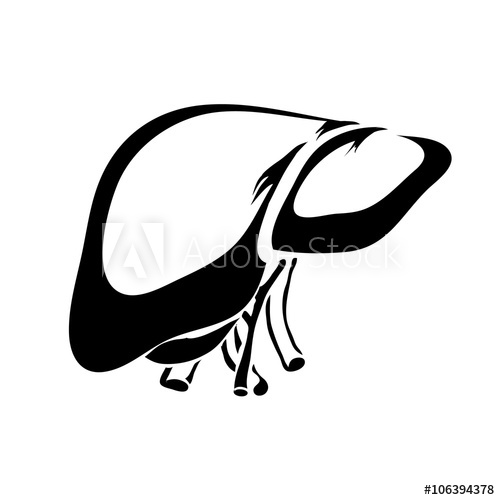 500x500 Outline Liver Human Internal Organs Vector Image