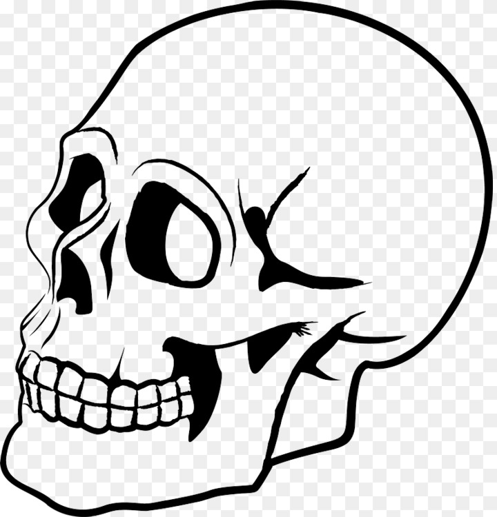 720x750 Skull Human Skeleton Drawing Bone Art Cc0