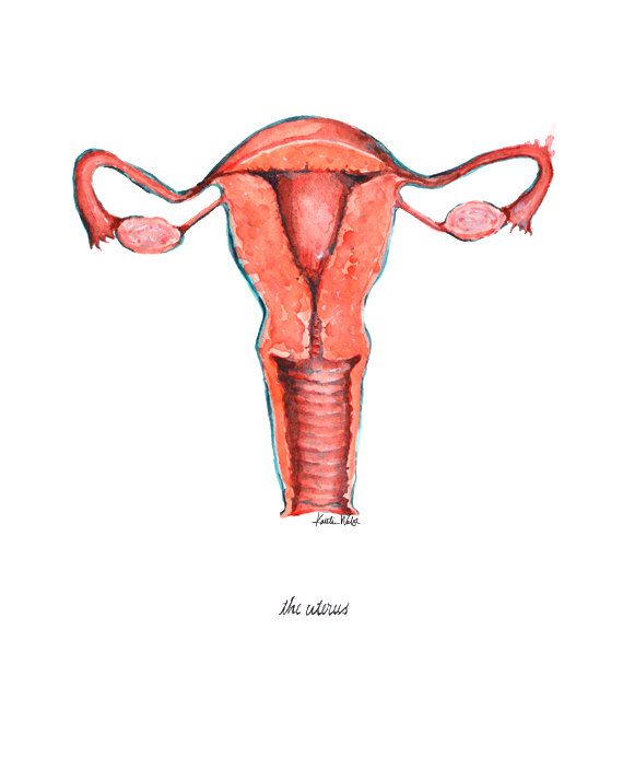 570x713 uterus watercolor print
