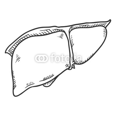400x400 Vector Sketch Human Liver Anatomical Organ Buy Photos Ap