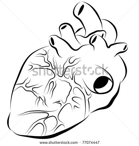 450x470 human heart fotos, imagens e fotografias stock shutterstock
