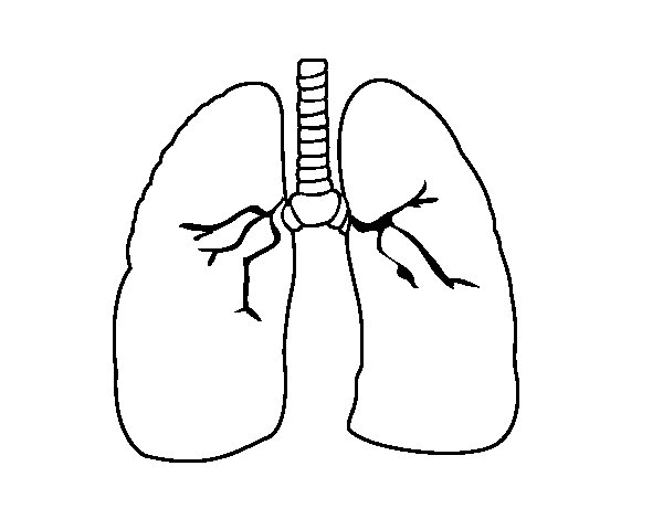 600x470 Human Lungs Coloring Pages Color Bros