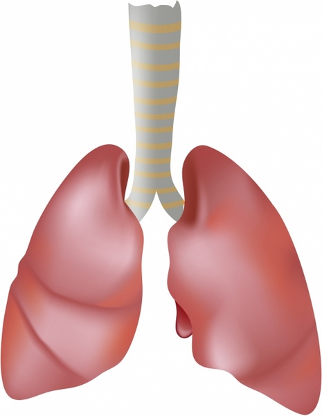 465x600 Human Lungs Free Vector In Adobe Illustrator
