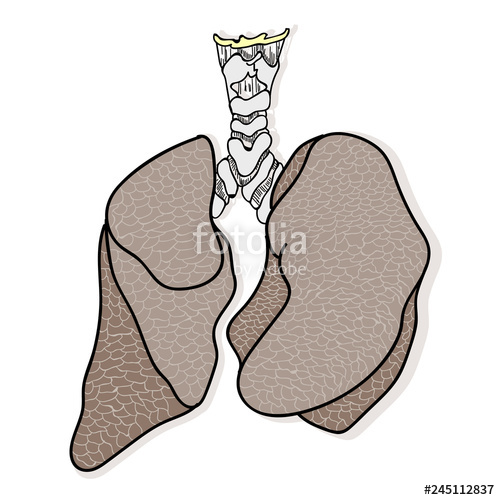 500x500 Human Lungs Anatomy Isolated On White Background Vector