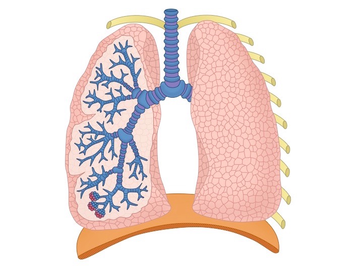 Human Lungs Drawing | Free download on ClipArtMag