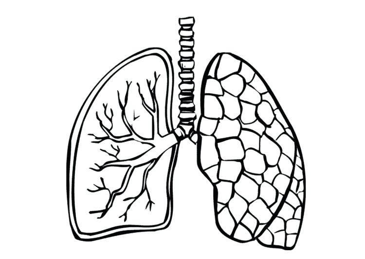 750x531 Lungs Drawing Free Download