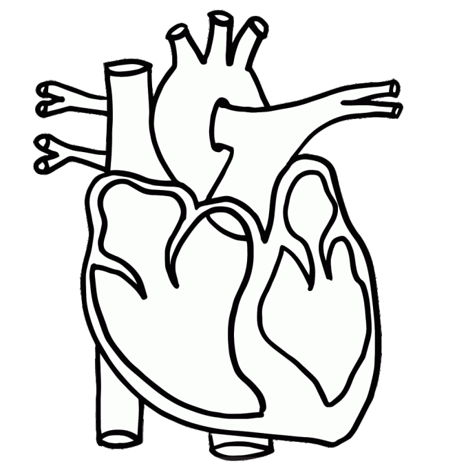 680x680 Drawing Lungs Black And White Frames Illustrations Hd Images
