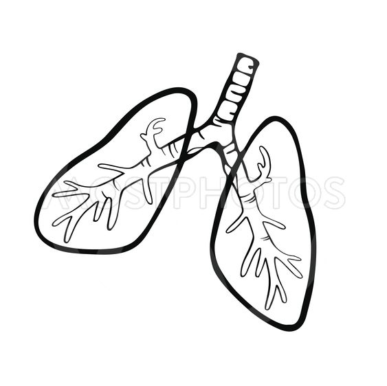 563x562 Hand Drawn Human Lungs