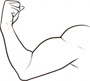 302x274 How To Draw A Muscle