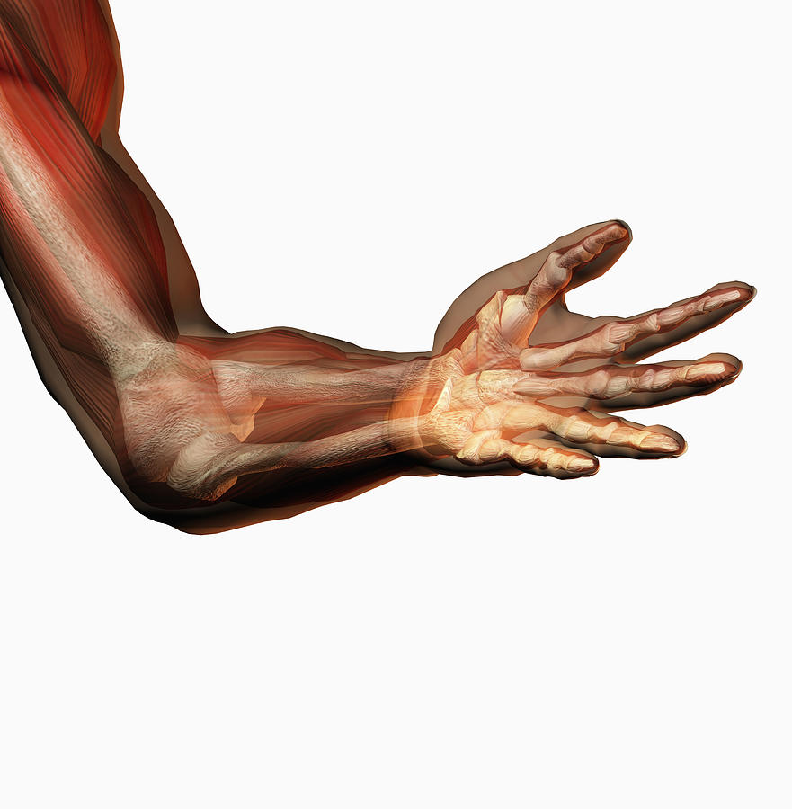 881x900 human elbow showing bones and muscles