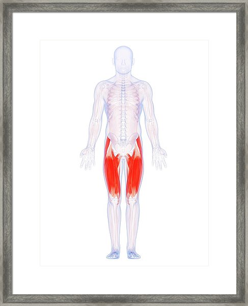 487x600 Human Thigh Muscles Photograph