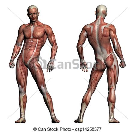 450x440 Human Anatomy