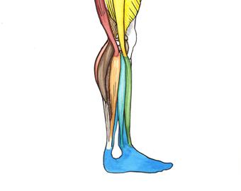 340x270 Human Muscle Figure Etsy