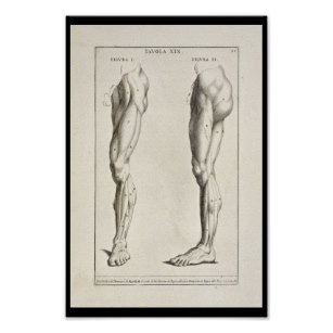 307x307 Muscle Drawings Posters Photo Prints Zazzle Au