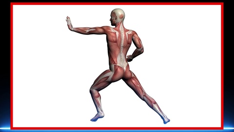 480x270 scan of human anatomy male muscles