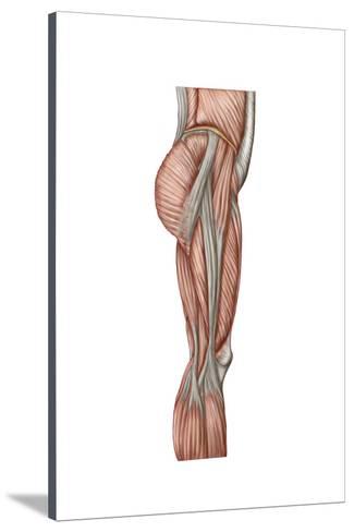 325x488 Anatomy Of Human Thigh Muscles, Anterior View Prints
