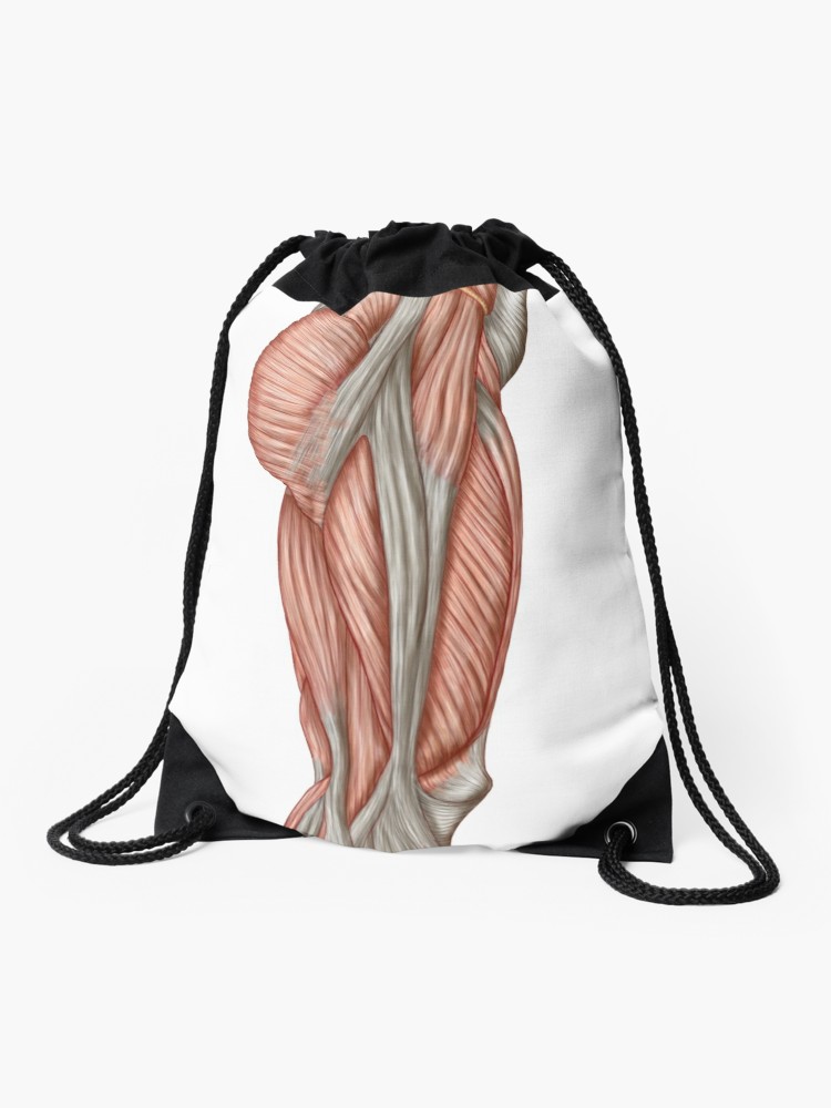 750x1000 Anatomy Of Human Thigh Muscles, Anterior View Drawstring Bag