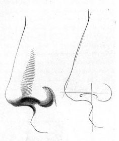Human Nose Drawing