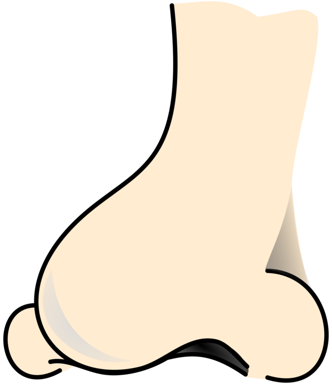 646x750 Human Nose Computer Icons Face Drawing Cc0