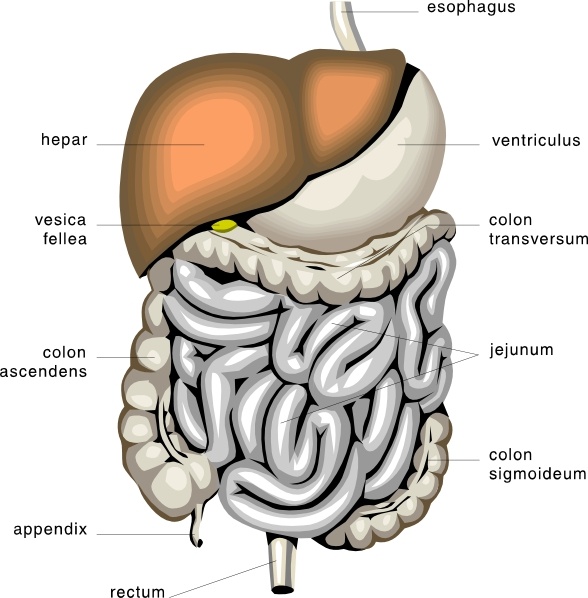588x598 Digestive Organs Medical Diagram Clip Art Free Vector In Open