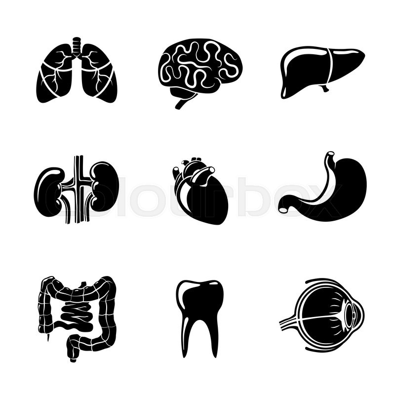 800x800 Internal Human Organs Icons Set