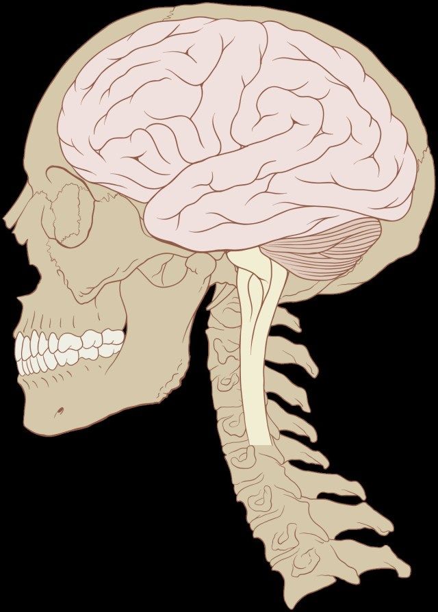 external organs drawing